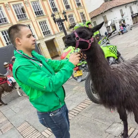Bogotá investiga presunta extorsión a turistas y uso de llamas como atractivo en el centro