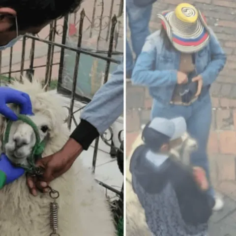 Bogotá refuerza plan de seguridad para combatir extorsiones a turistas y uso de llamas en el Centro Histórico