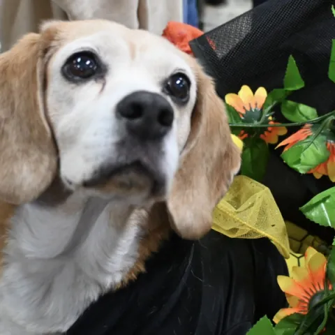 Bogotá, epicentro del cuidado y bienestar animal: Expopet se toma Corferias