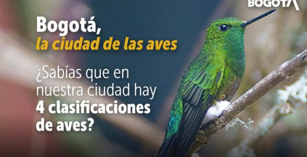 ¿Sabes cuáles son las aves que habitan en Bogotá? Descúbrelas en esta Guía de Aviturismo