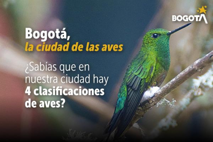 ¿Sabes cuáles son las aves que habitan en Bogotá? Descúbrelas en esta Guía de Aviturismo