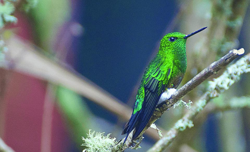 Inscríbete y asiste a la reapertura del sendero El Paramuno en los Cerros Orientales ¡9 de marzo!