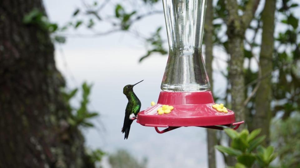 Bogotá alza vuelo: El IDT impulsa el Global Big Day 2024 para conectar con la naturaleza