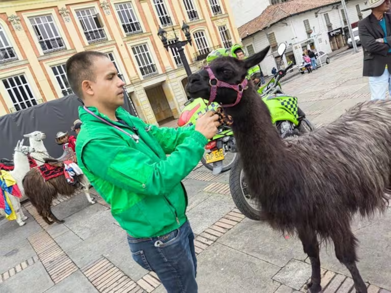 Bogotá investiga presunta extorsión a turistas y uso de llamas como atractivo en el centro