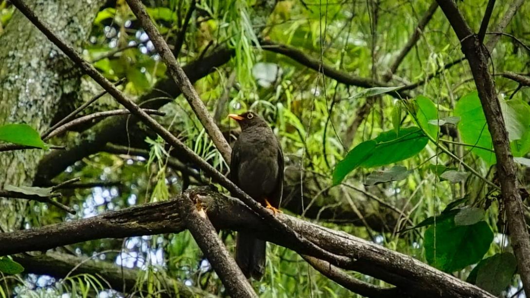 Bogotá se unió a la celebración del Global Big Day 2024 con el avistamiento de aves: Una jornada de diversidad y conciencia ambiental