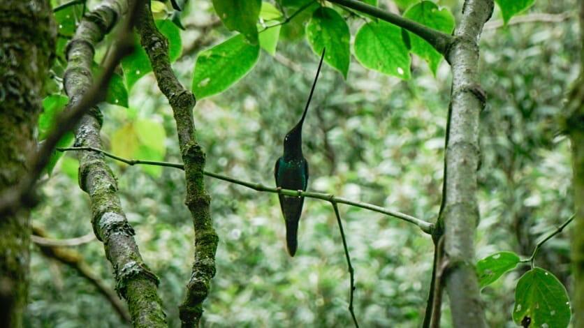 Descubre el avistamiento de aves en Bogotá: Más de 20 lugares para disfrutar del turismo de naturaleza.