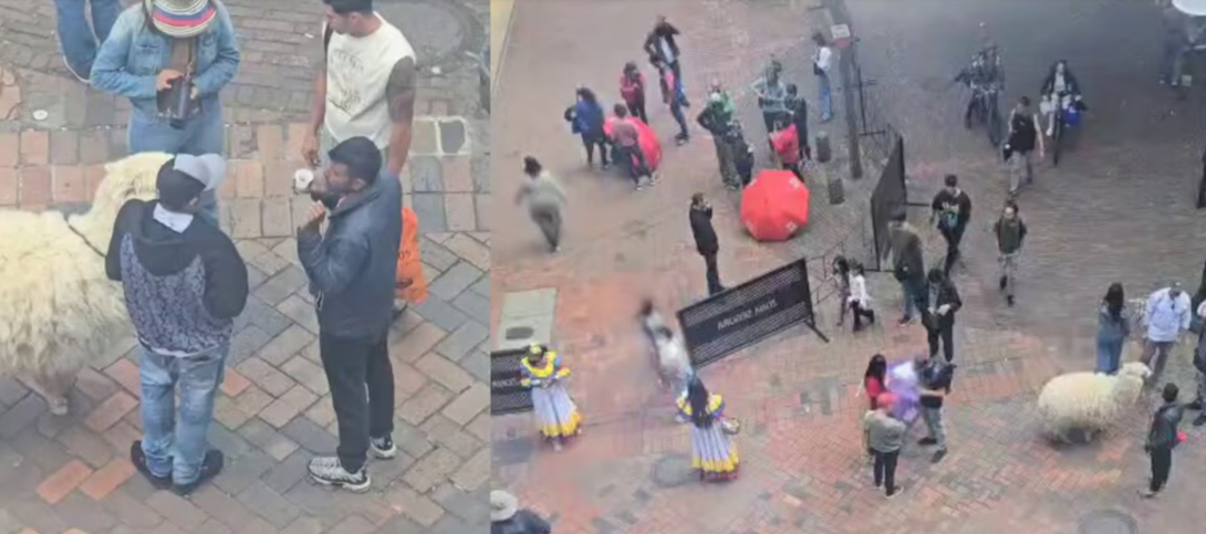 Turistas denuncian cobros ilegales y explotación de llamas en el Centro Histórico de Bogotá