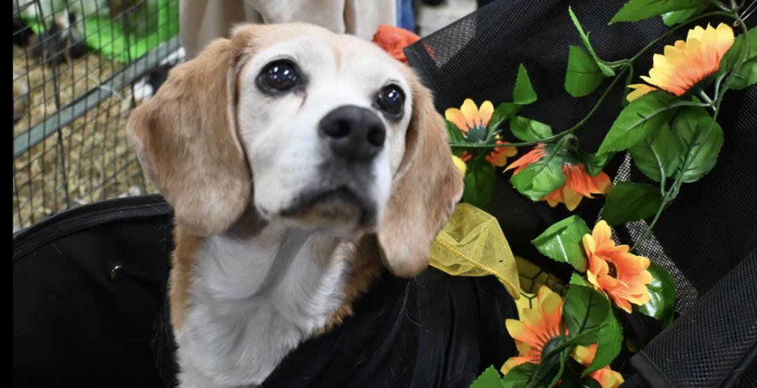 Bogotá, epicentro del cuidado y bienestar animal: Expopet se toma Corferias